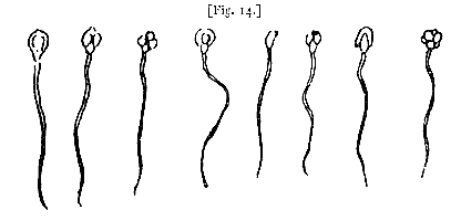 fig. 14