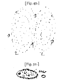 fig. 49, 50