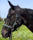 paardenhoofd met halster